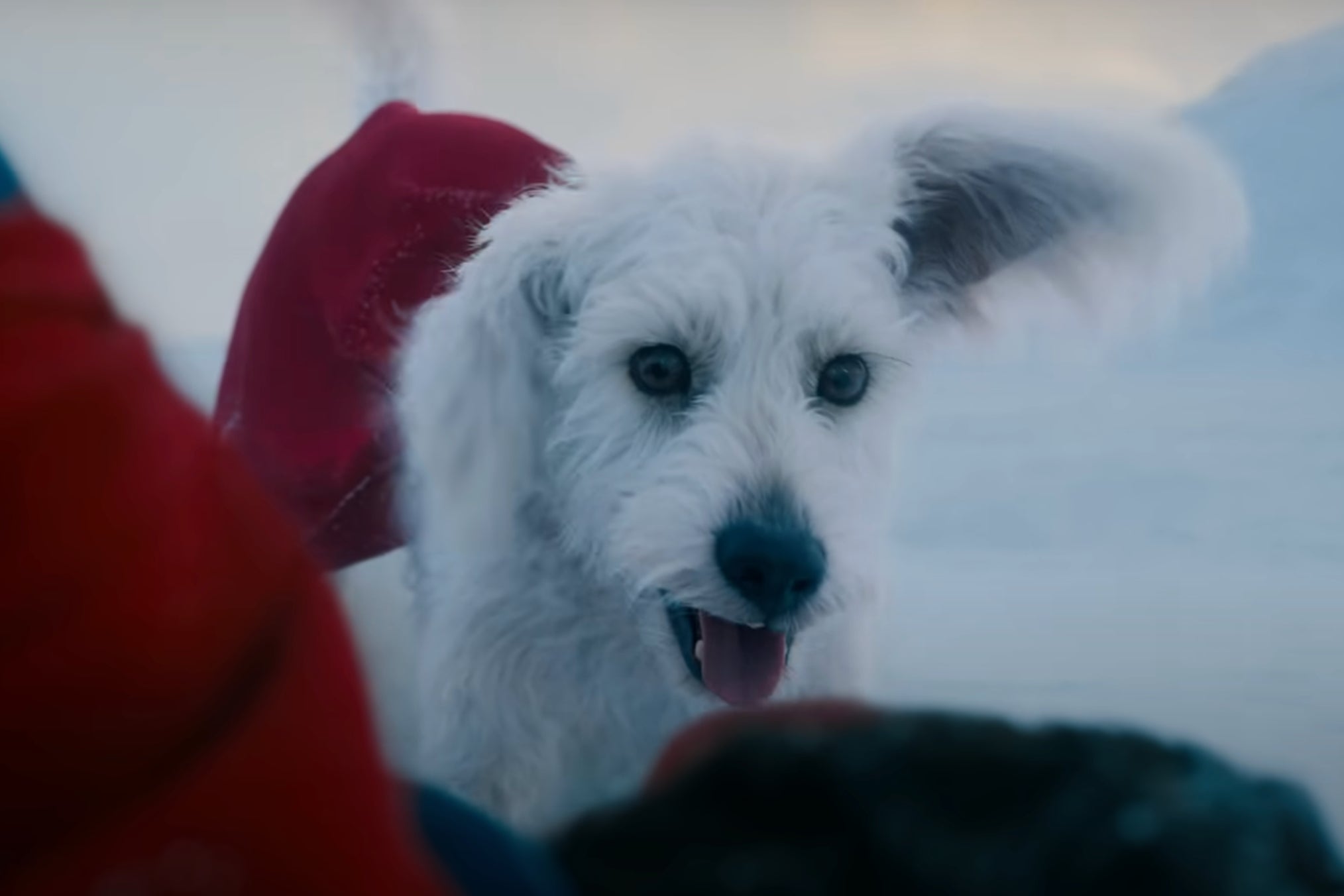 Superman's dog Krypto in the trailer for James Gunn's 'Superman'
