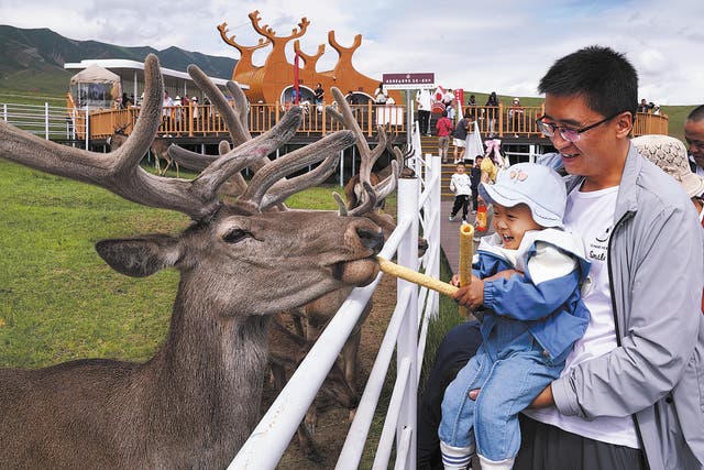 <p>Tourists feed red deer at a park at the foot of the Qilian Mountains in Sunan, Gansu province, in July 2024 </p>