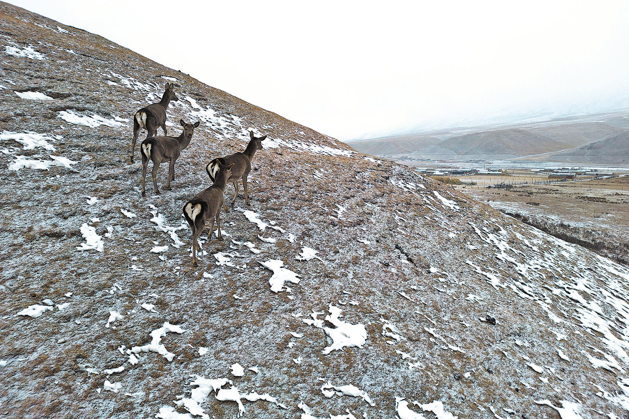 Wild deer graze on a grassland in the Qilian Mountains in Wuwei, Gansu, in January