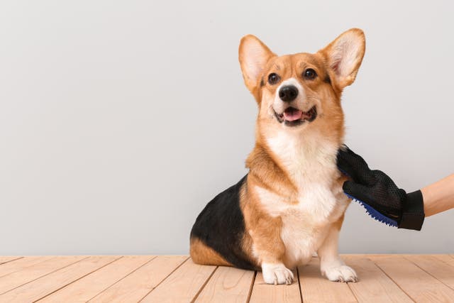 Doggy gut health and kitty longevity diets: How wellness came for our pets