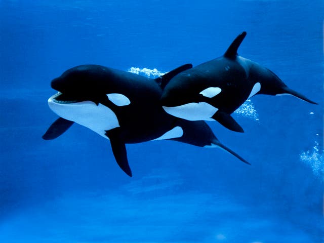 <p>Killer Whales have been found offering food to humans, potentially a sign of forming relationships</p>