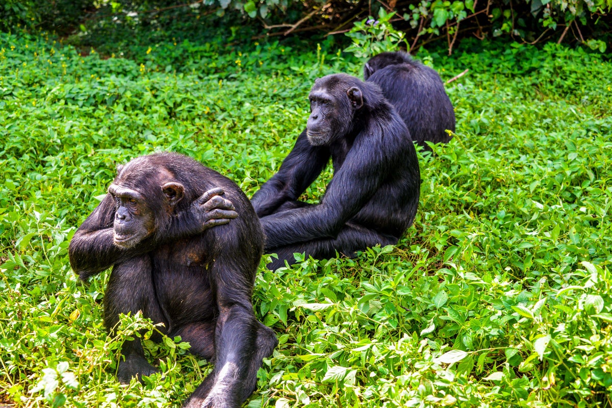 Chimps share with children sense of curiosity for social interactions – study