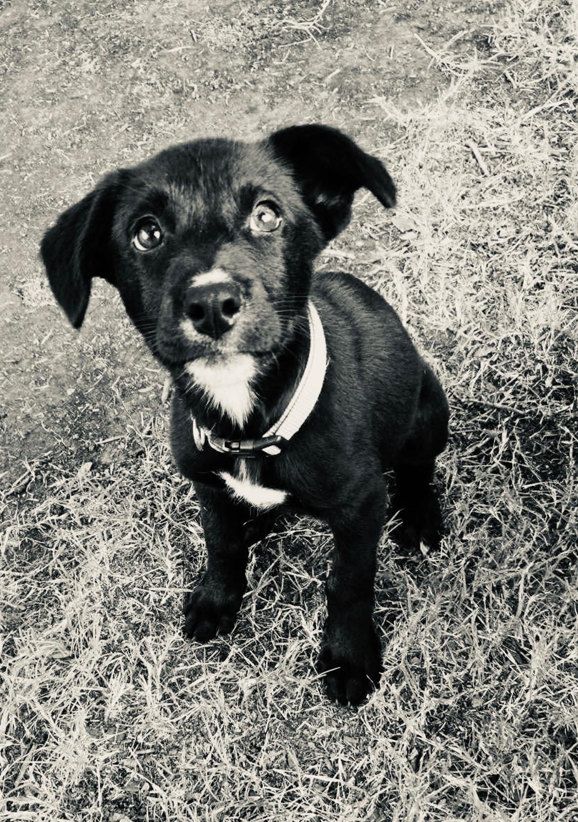 The shelter said ‘words cannot express the grief we feel’ after a van carrying several dogs, including Penny, pictured, burst into flames.