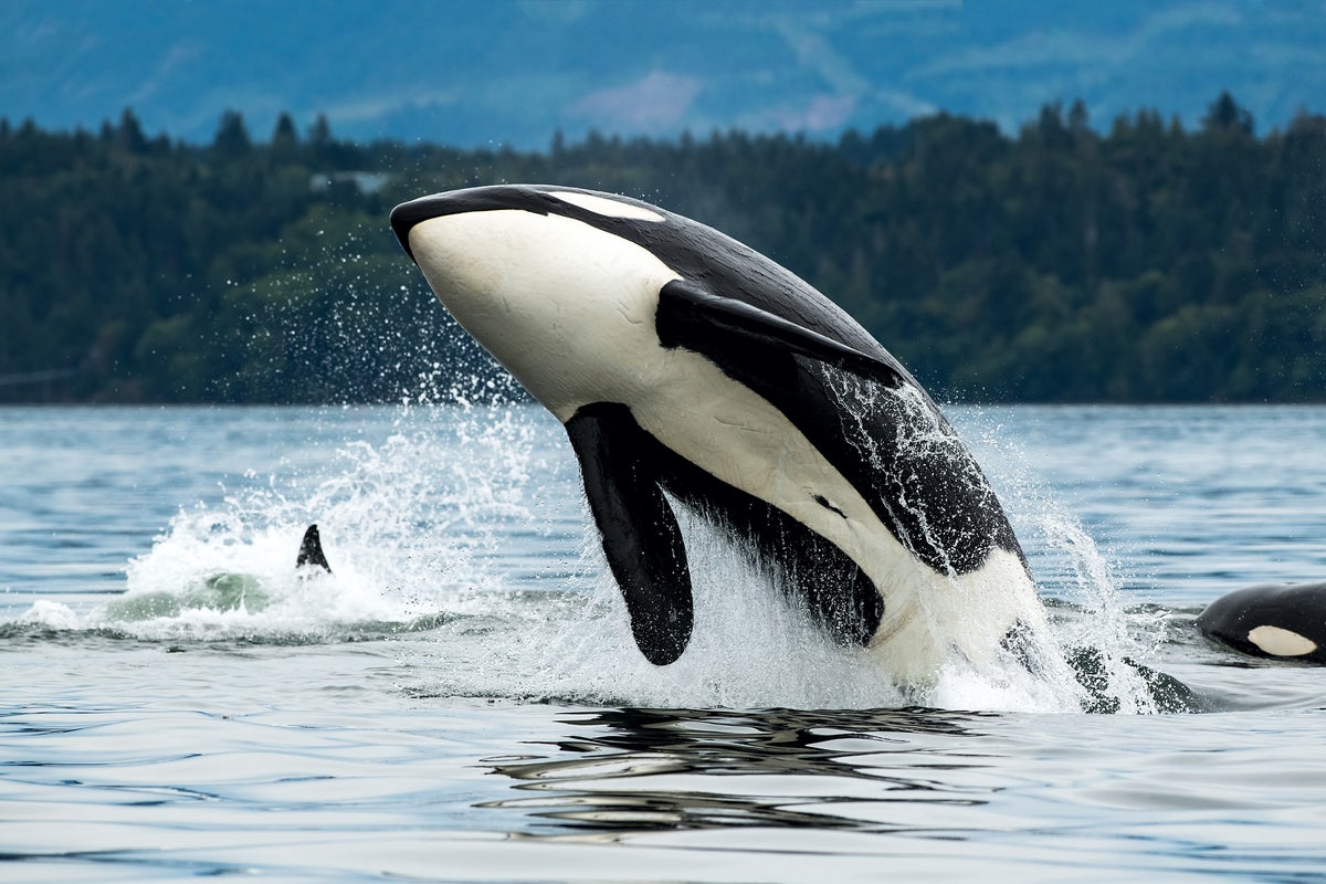 Yacht-wrecking Orcas whales are ‘teenagers not afraid of anything’ after being abandoned by relatives Yacht-wrecking Orcas whales are ‘teenagers not afraid of anything’ after being abandoned by relatives