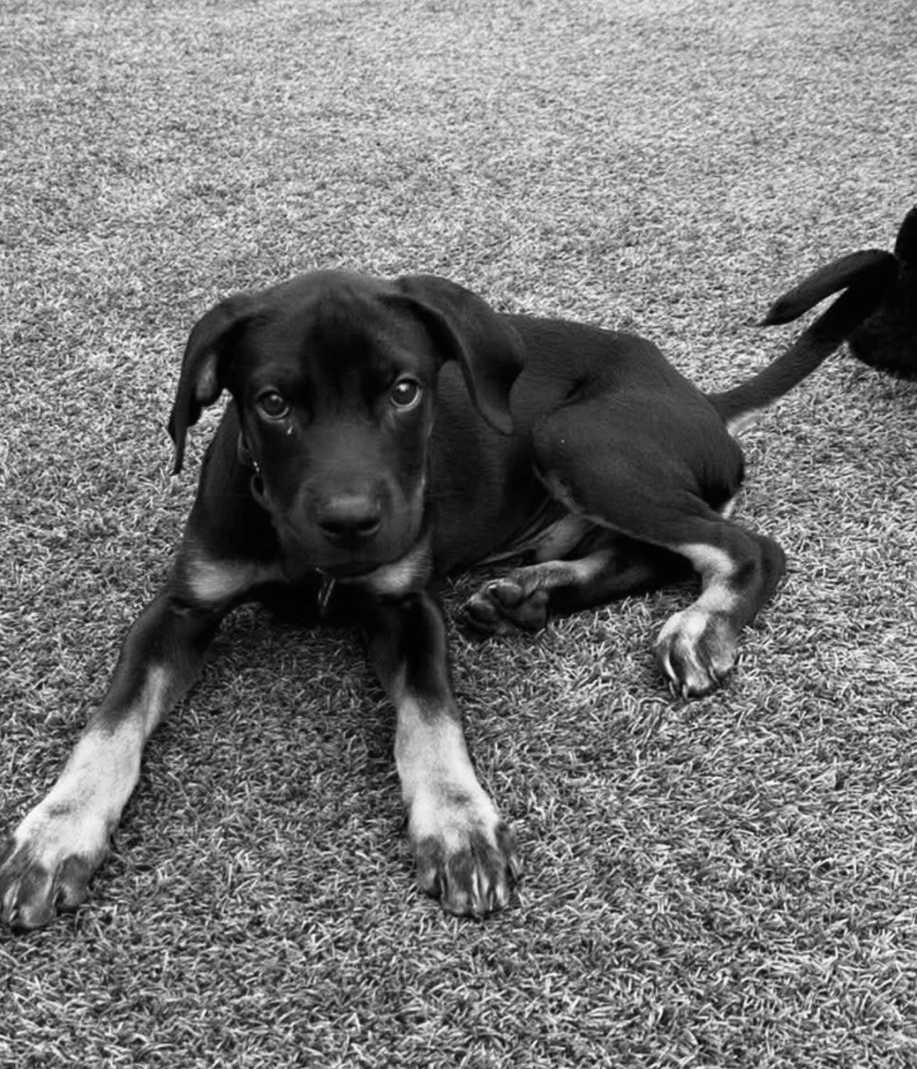 Lancelot was one of the victims of the van fire, the shelter confirmed.