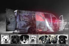 Seven adopted dogs on their way to their forever homes are killed after vehicle transporting them bursts into flames
