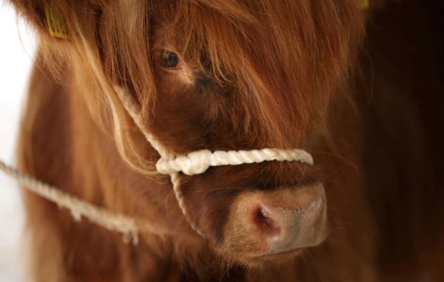 <p>A Highland cow waits to be brushed during a ‘Cow Cuddling’ experience at Dumble Farm</p>
