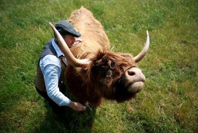 <p>Farmer James McCune brushes one of the Highland cows </p>