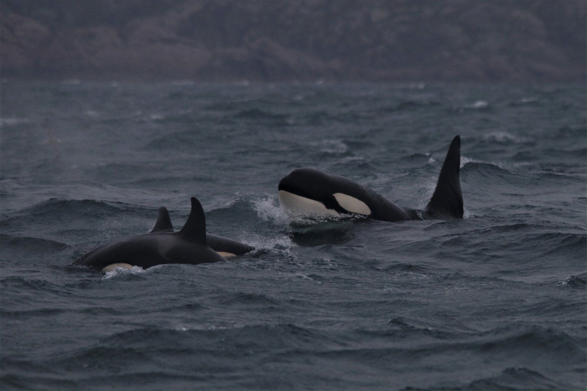 Orcas Use Kelp Tools Cooperatively for Grooming