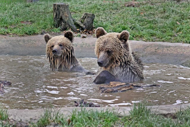 <p>Two bears escaped from their enclosure at Wildwood Devon</p>