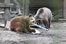Bears escape wildlife park and eat week’s worth of honey
