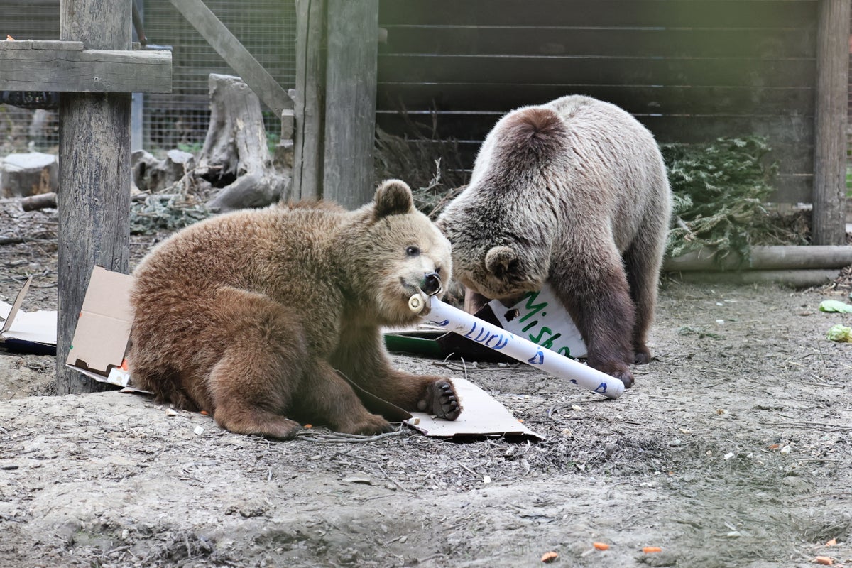 Bears escape wildlife park and eat week’s worth of honey