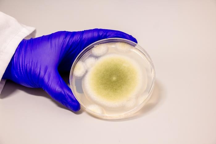 Aspergillus flavus can cause pulmonary infections in humans and infect common cultures