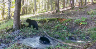 Bear cubs caught on video playing childhood favourite game