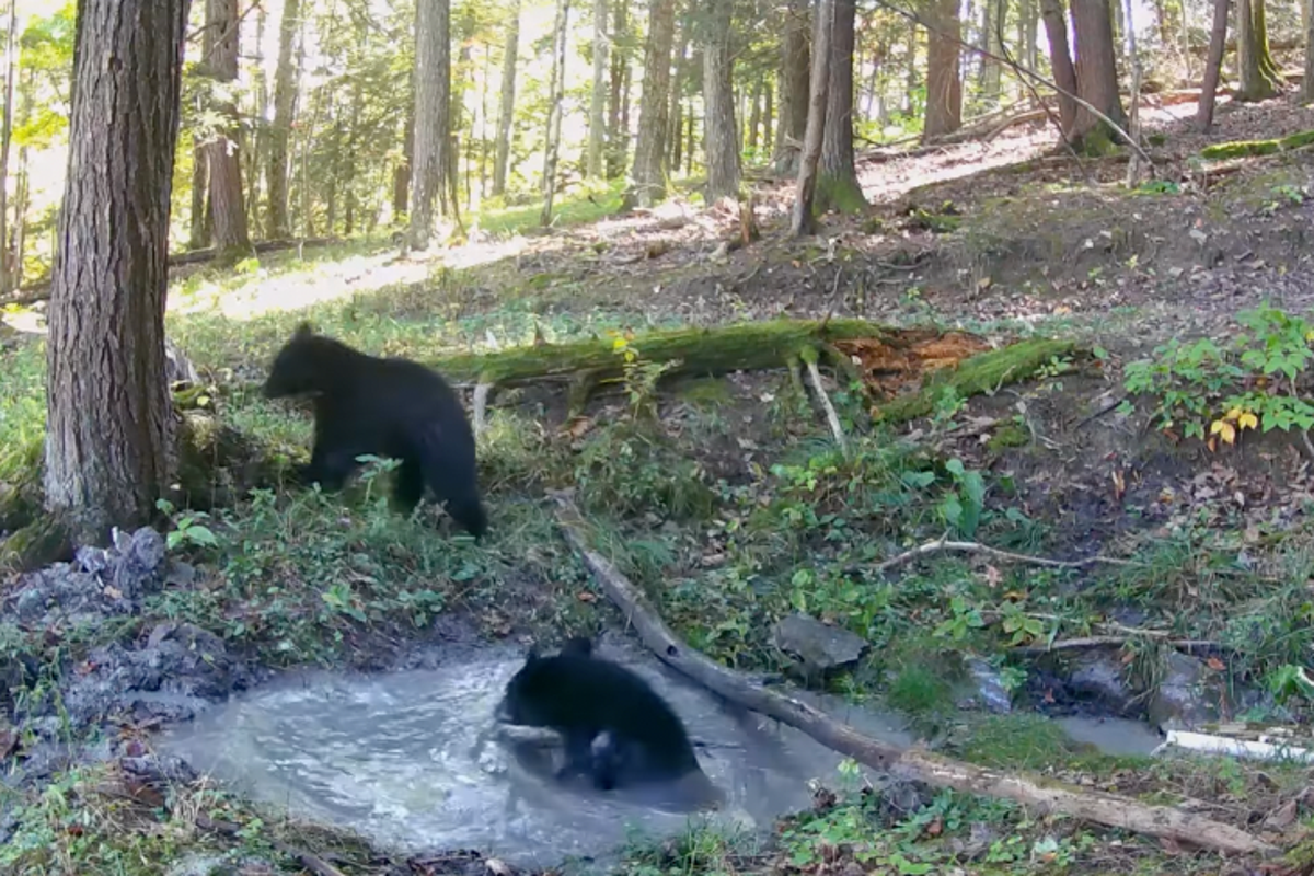 Adorable moment bear cubs caught on video playing childhood favourite game