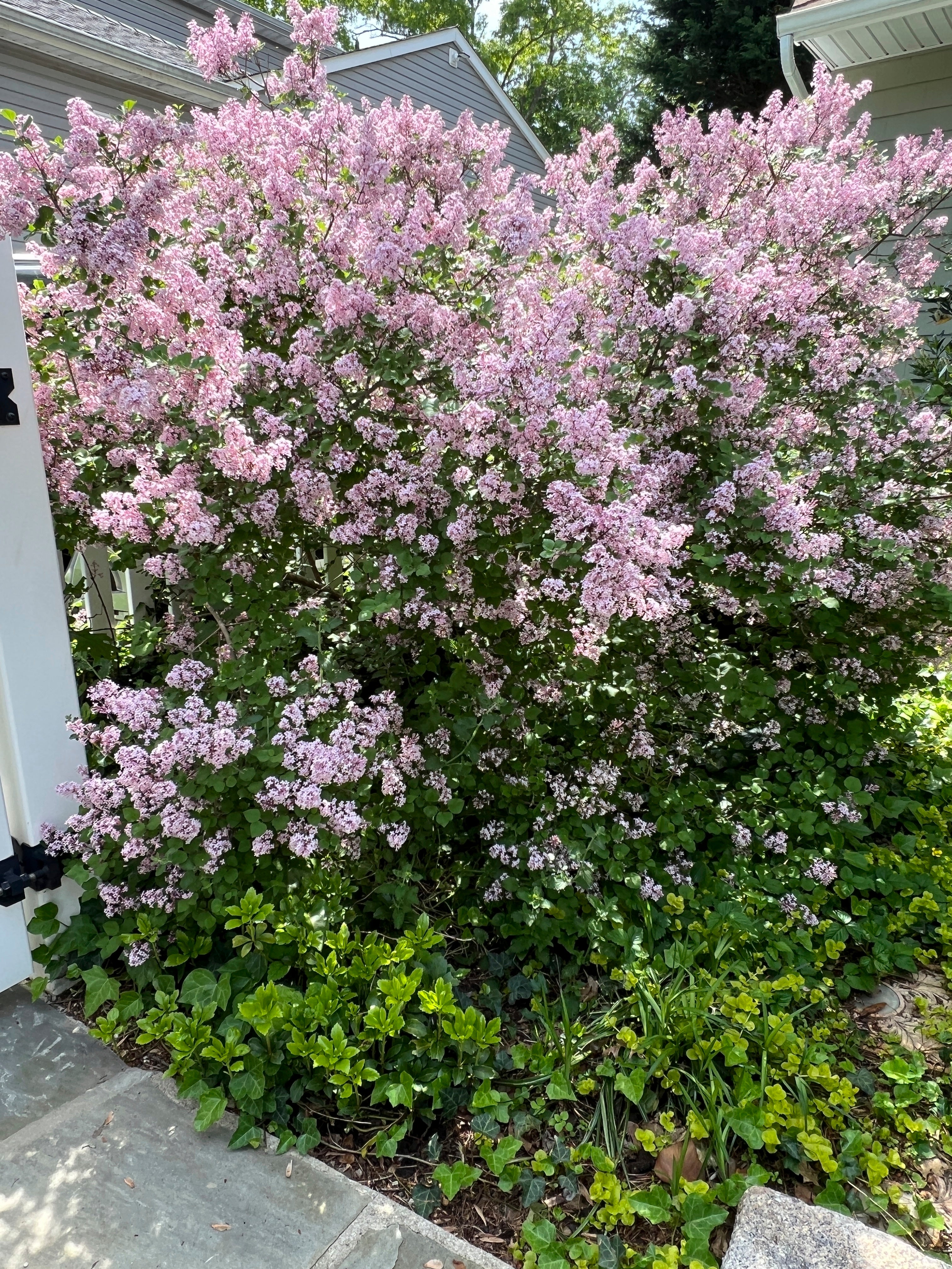 Gardening-Fragrant Flowers