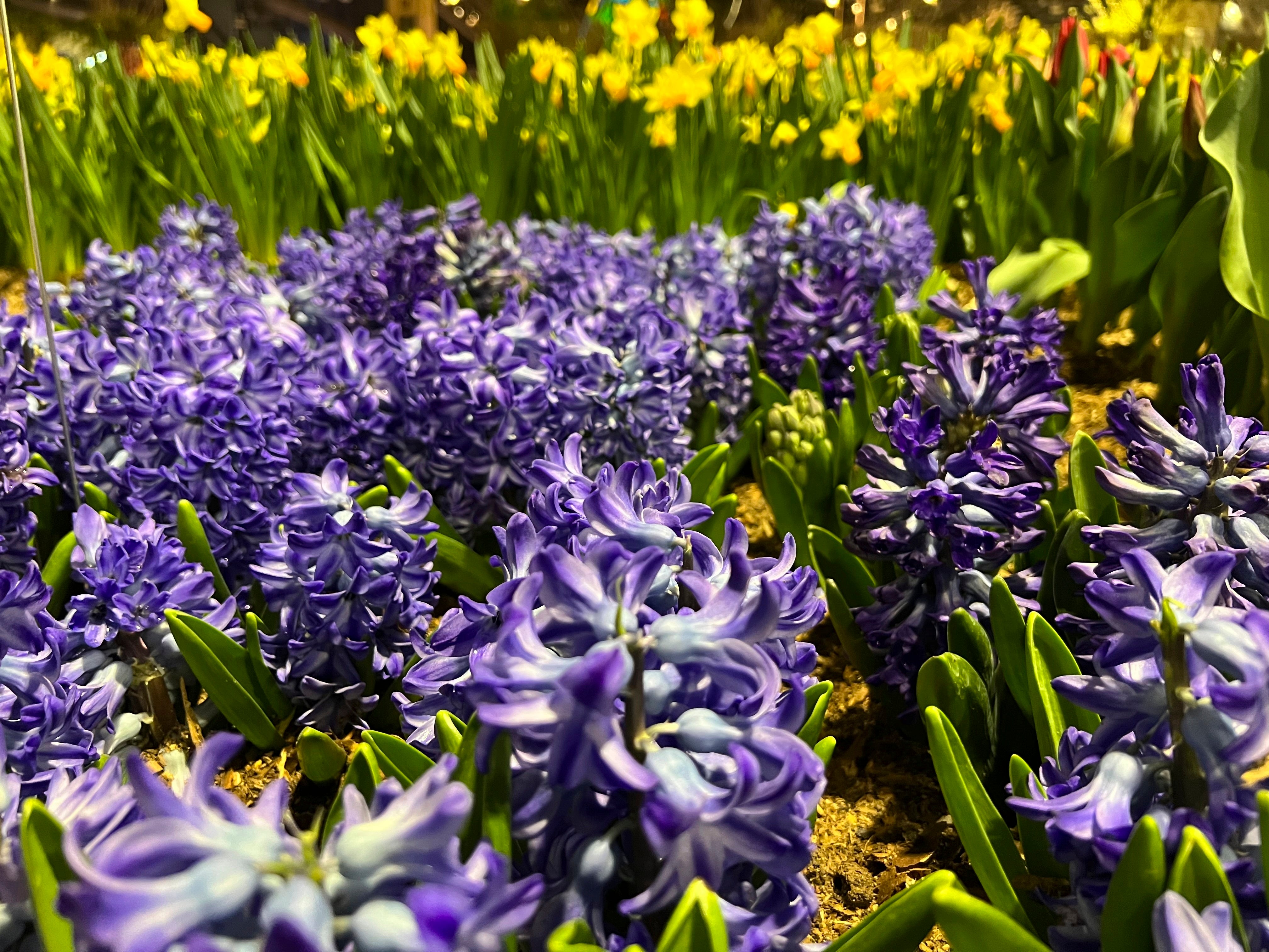 Gardening-Fragrant Flowers