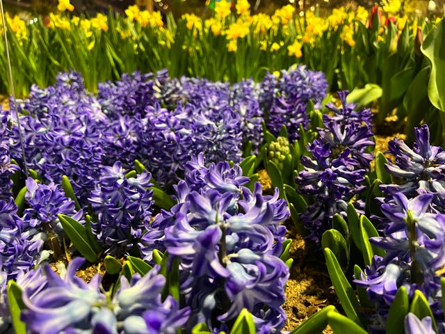 Gardening-Fragrant Flowers