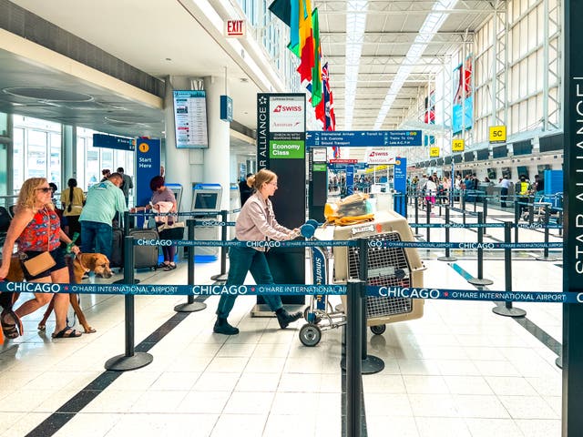 <p>Travelers are building vacations around activities they think their pets will enjoy</p>