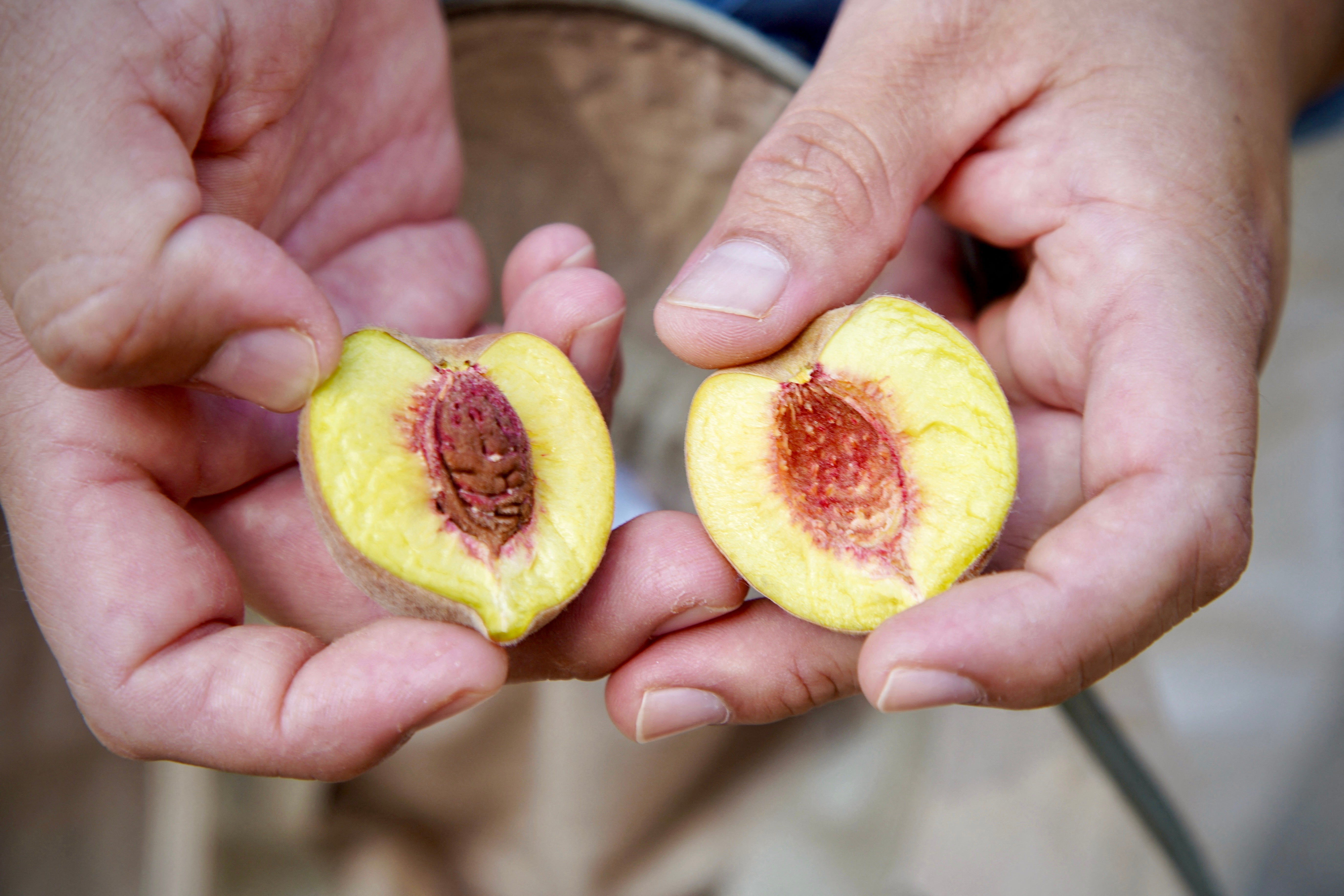 Peaches are sweet to the taste. But, they’re also tied to a strong immune system