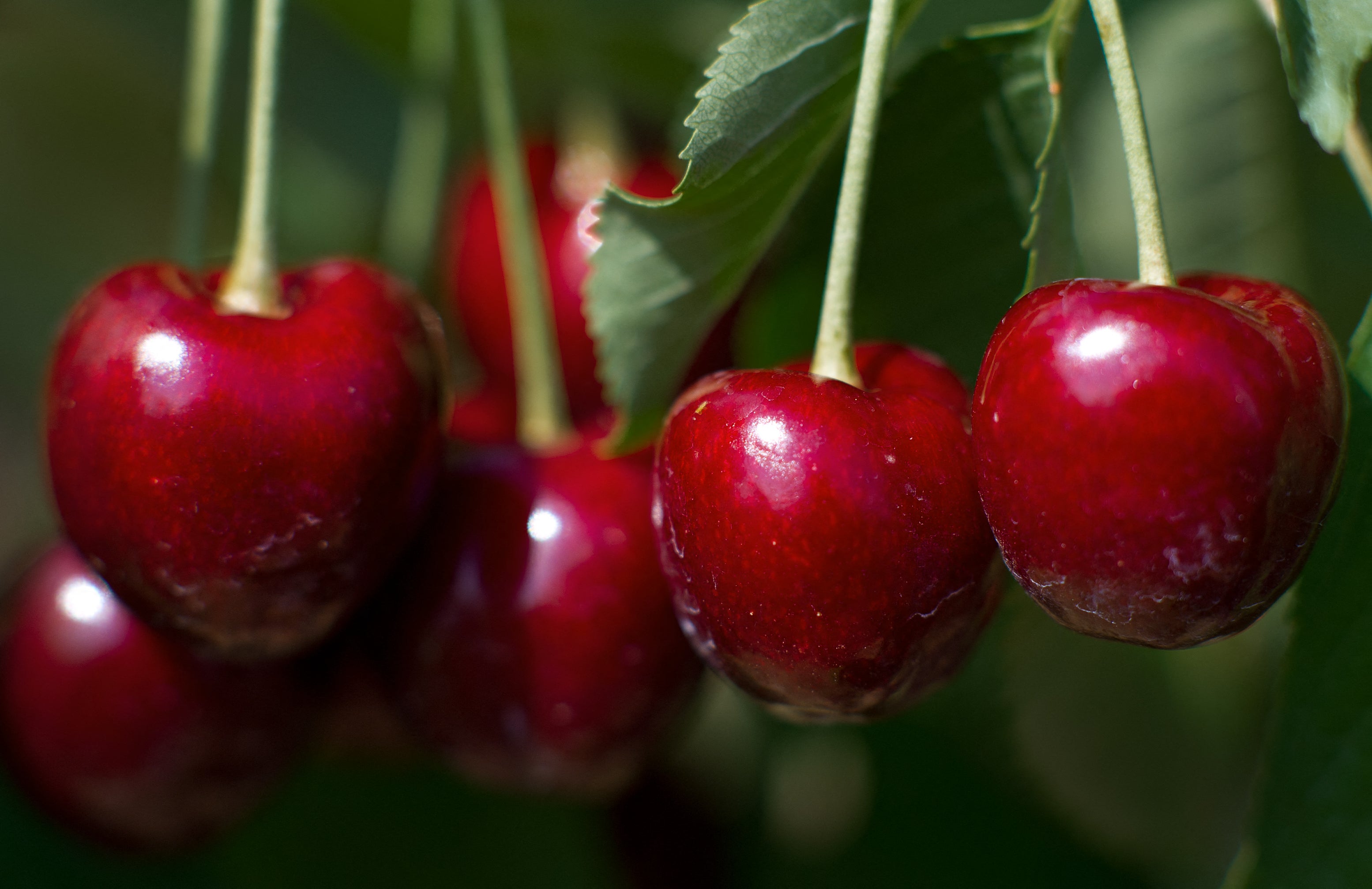 Seasonal produce is back on grocery store shelves. What you buy could protect your health