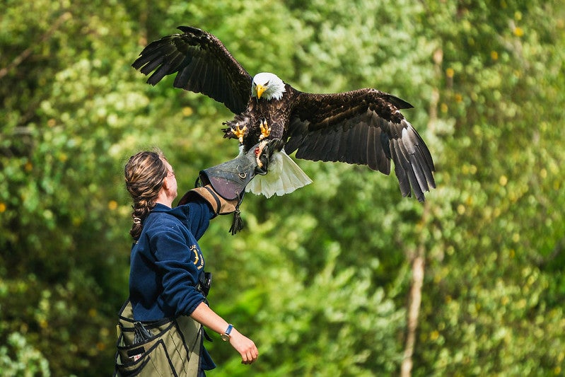 At Krakenhaus festival in the Lakes, you can enjoy birds of prey displays and fell walks