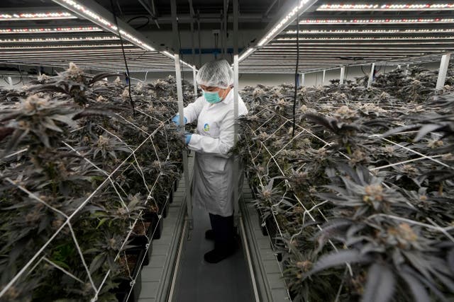 <p>A worker tends to cannabis plants at a farm in Kanchanaburi province, west of Bangkok, Thailand, July 16, 2024. (AP Photo/Sakchai Lalit, File)</p>