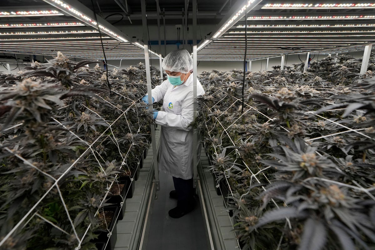Why Thailand is performing a U-turn on its cannabis laws