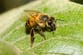 Killer bees are spreading across the US – and are being drawn to northern states because of warming temps