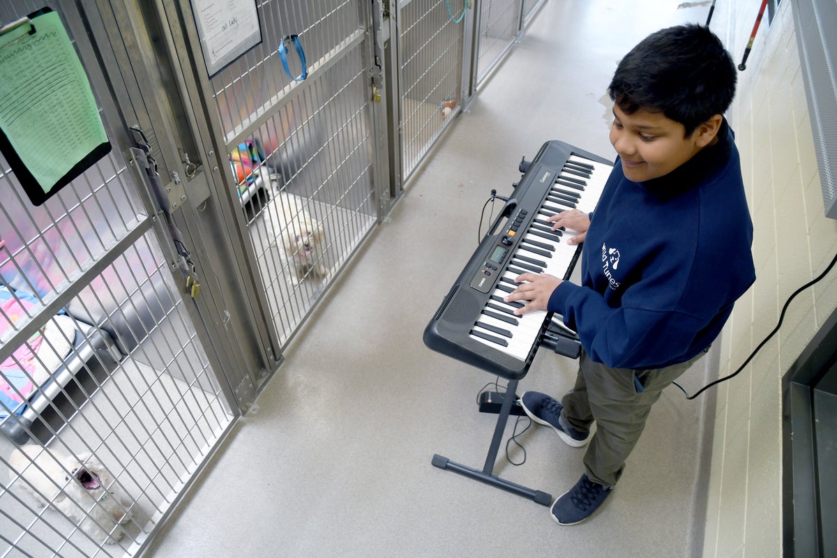 The 12-year-old boy who set up a charity for musicians to play songs to animals stuck in shelters