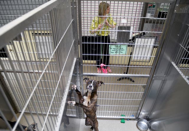 <p>Volunteer Sarah McDonner played Mozart and Bach on her flute for Max, a 1-year-old stray boxer that tilted his head when she hit the high notes.</p>