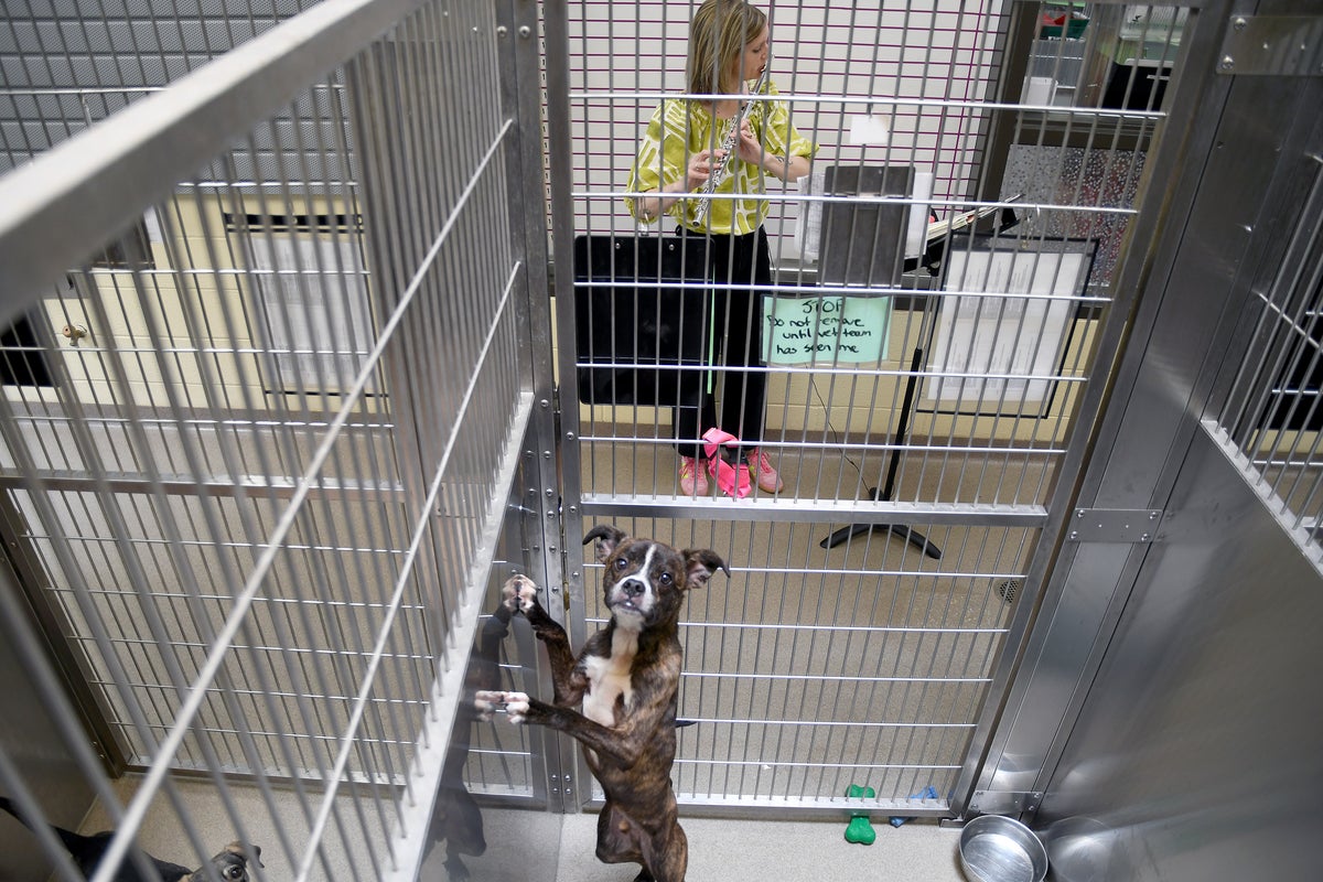 The non-profit charity where musicians play songs to shelter pets