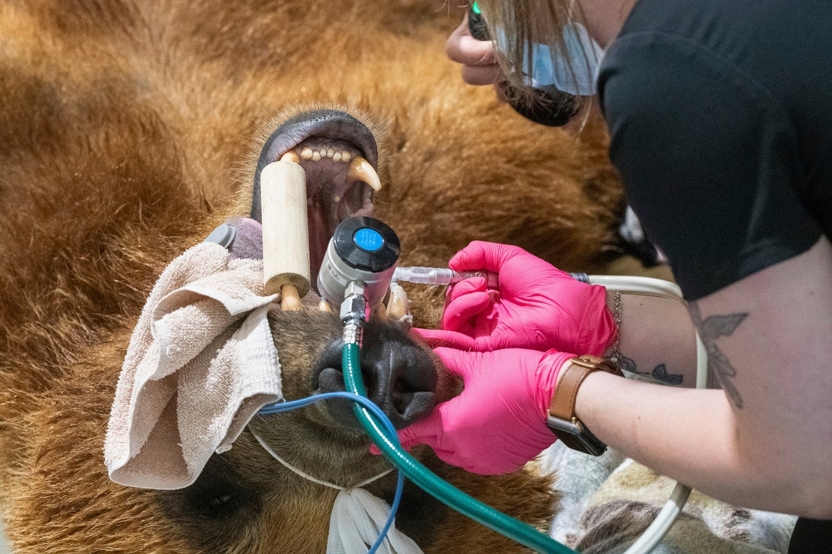 An Alaskan brown bear has a new shiny smile after getting a huge metal crown for a canine tooth