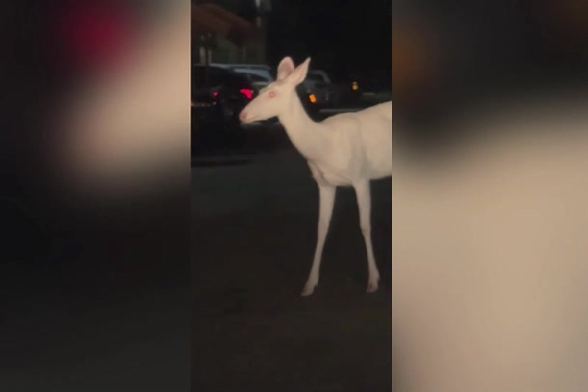 Rare albino deer spotted wandering through town