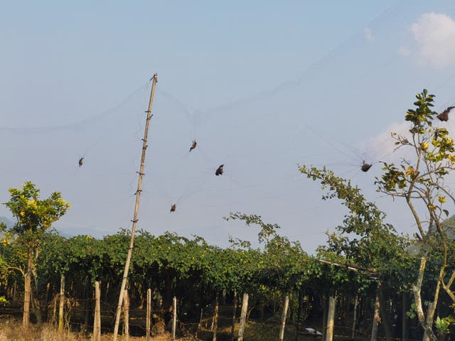 <p>Bats in a Yunnan orchard</p>