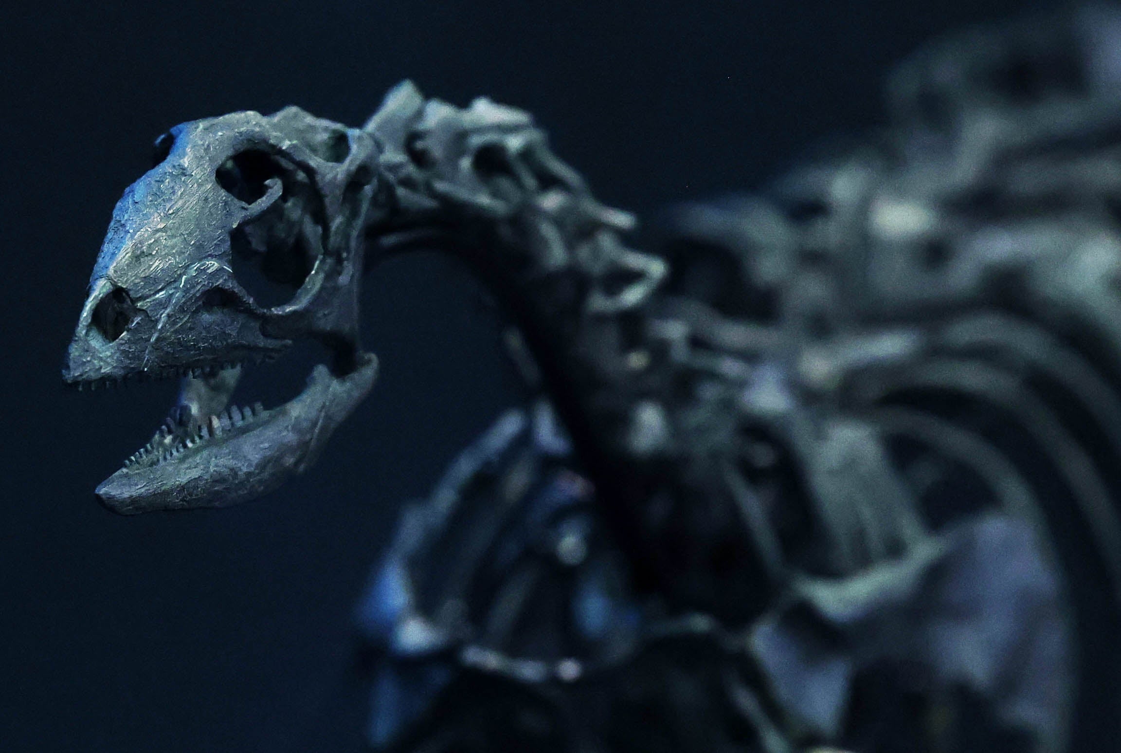 Dinosaur will be exhibited at the Nature History Museum on Thursday