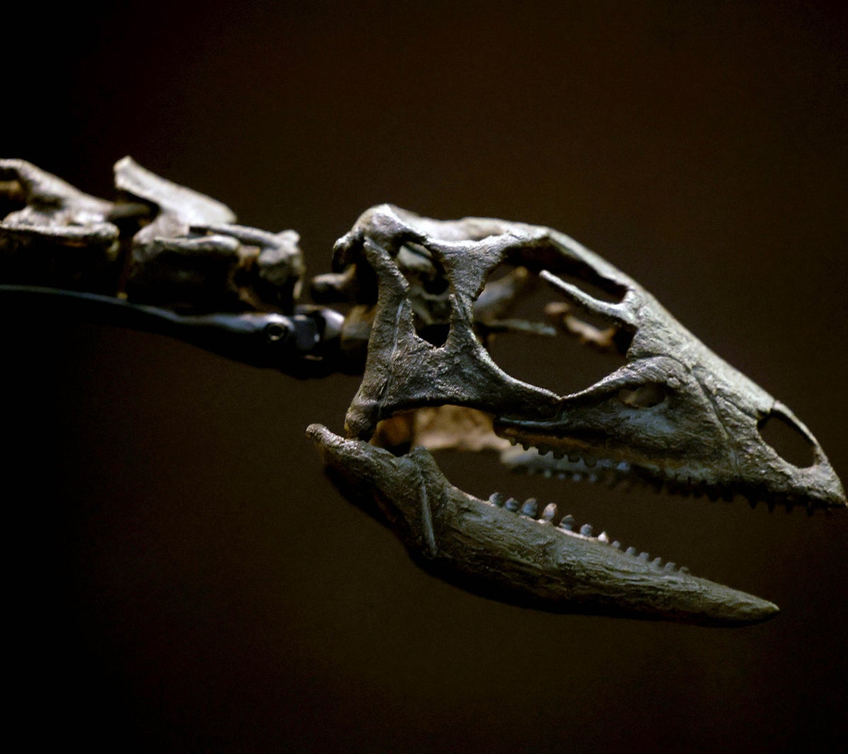 Dog-sized dinosaur that scuttled between feet of giants 150m years ago discovered