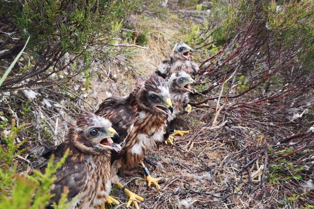 A hen harrier brood (RSPB Investigations/PA)