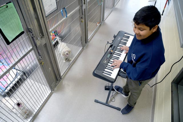 TERAPIA MUSICAL PARA ANIMALES