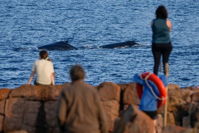 <p>Spectators watch as whales swim past</p>