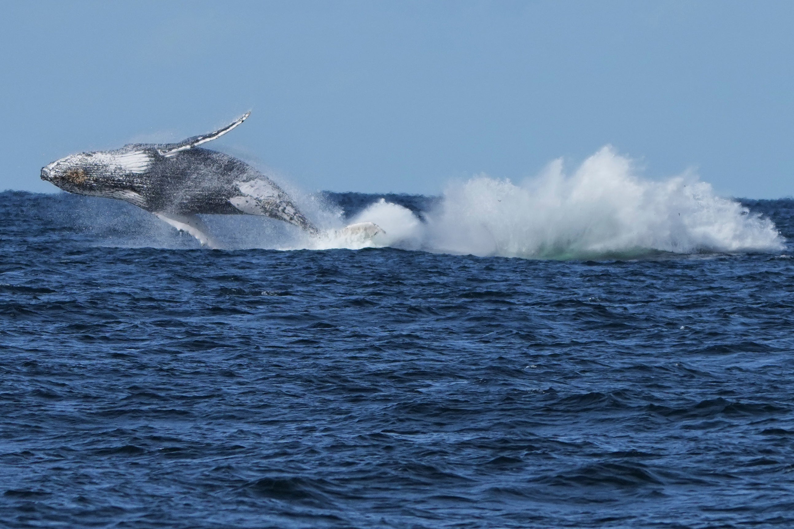 <p>The whales migrate to breeding areas off Australia’s coast in the winter</p>