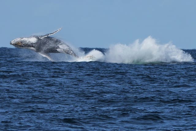 <p>The whales migrate to breeding areas off Australia’s coast in the winter</p>