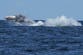 Commuter ferries held up as humpback whales migrate