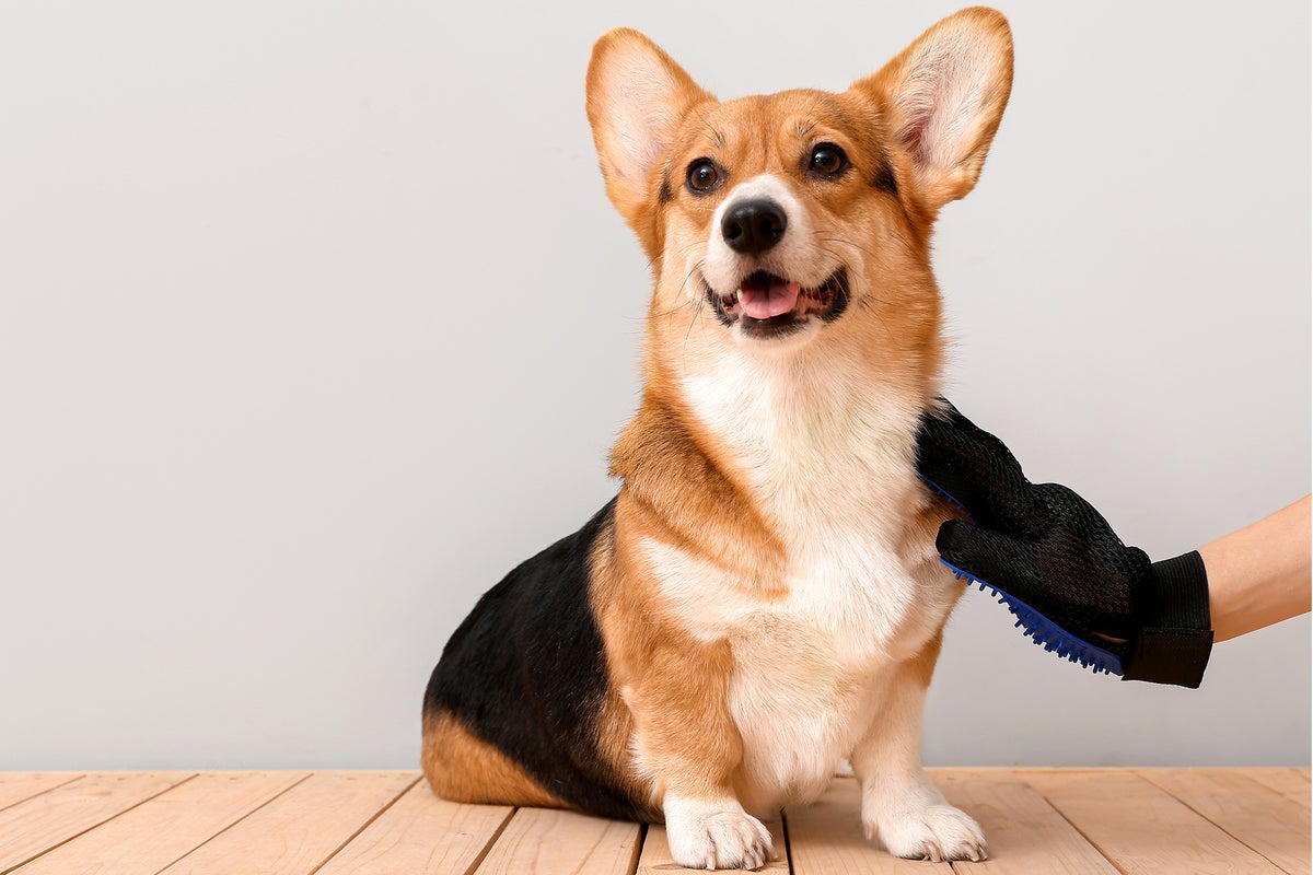 Doggy gut health and kitty longevity diets: How the unstoppable force of wellness came for our pets