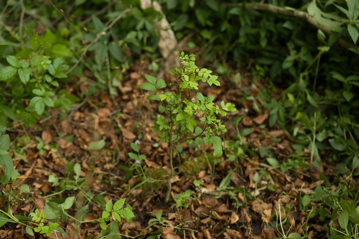 Hope for Britain’s ash trees as study finds resistance evolving to killer fungus