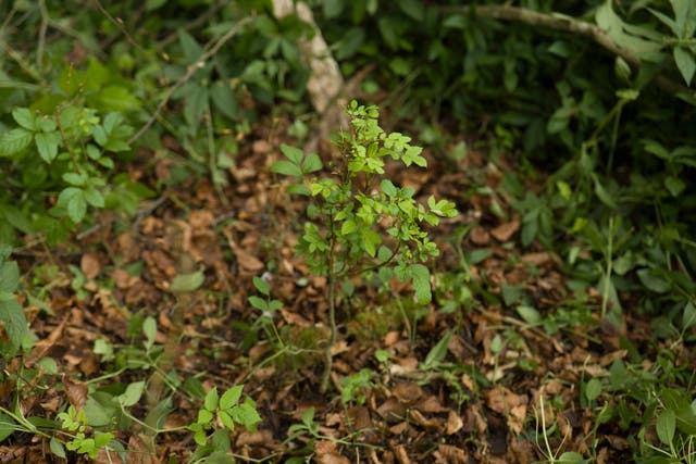 An ash sapling in Marden Park wood where the study took place (Paul Figg/RBG Kew/PA)