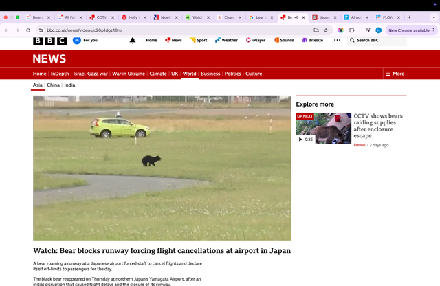 <p>The bear at Yamagata Airport in Japan being chased by an airport vehicle</p>