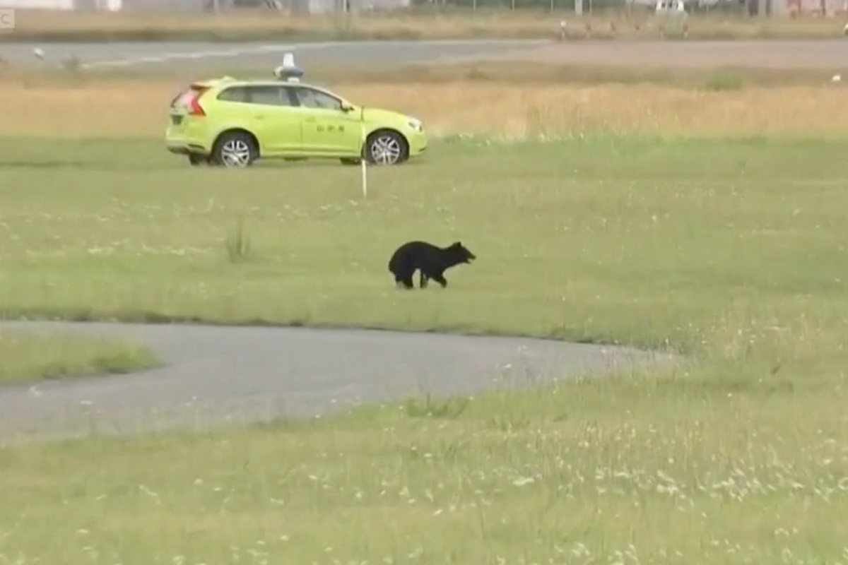 ‘We’re in a stalemate’: Bear evades capture on airport runway as flights cancelled