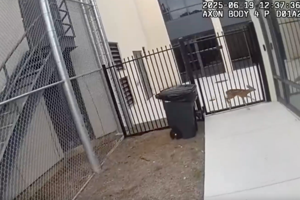 Bambi behind bars? Police discover fawn trying to break into jail in Georgia
