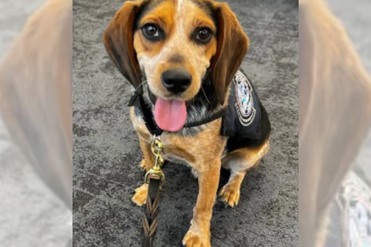 Freddie the K9 beagle returns to work after being kicked by passenger at airport